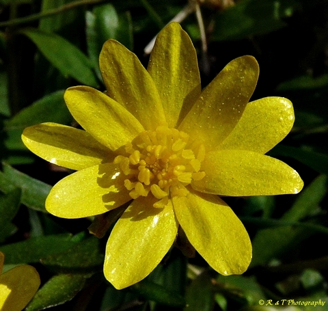 {Ranunculus fascicularis}